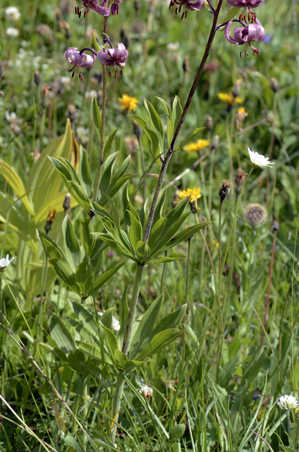 Lilium martagon / Giglio martagone